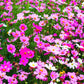 300 Mixed Colors DWARF COSMOS Bipinnatus Red Pink White Fast Growing Flower Seeds