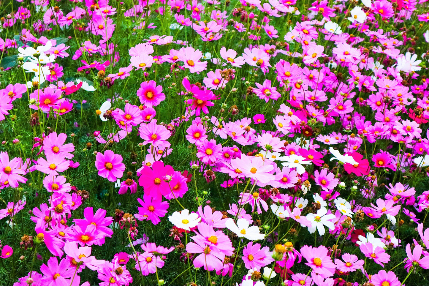 300 Mixed Colors DWARF COSMOS Bipinnatus Red Pink White Fast Growing Flower Seeds