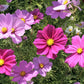 300 Mixed Colors DWARF COSMOS Bipinnatus Red Pink White Fast Growing Flower Seeds