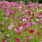 300 Mixed Colors DWARF COSMOS Bipinnatus Red Pink White Fast Growing Flower Seeds