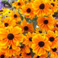 250 Dwarf MARMALADE RUDBECKIA Hirta Golden Orange Black Eyed Susan Gloriosa Daisy Flower Seeds