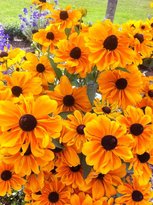 250 Dwarf MARMALADE RUDBECKIA Hirta Golden Orange Black Eyed Susan Gloriosa Daisy Flower Seeds
