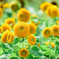 100 Double DWARF SUNGOLD SUNFLOWER Helianthus Annuus Yellow Teddy Bear Type Flower Seeds