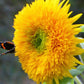 100 Double DWARF SUNGOLD SUNFLOWER Helianthus Annuus Yellow Teddy Bear Type Flower Seeds