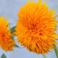 100 Double DWARF SUNGOLD SUNFLOWER Helianthus Annuus Yellow Teddy Bear Type Flower Seeds