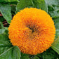100 Double DWARF SUNGOLD SUNFLOWER Helianthus Annuus Yellow Teddy Bear Type Flower Seeds
