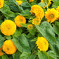 100 Double DWARF SUNGOLD SUNFLOWER Helianthus Annuus Yellow Teddy Bear Type Flower Seeds