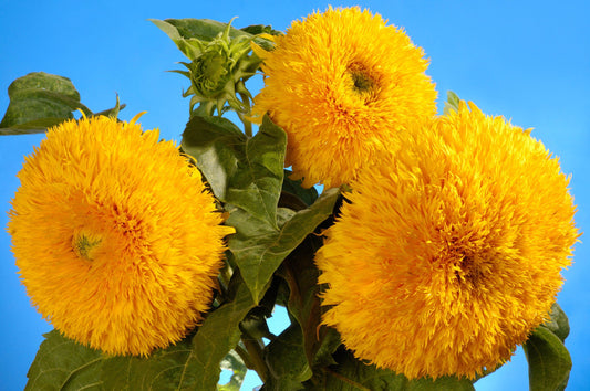 100 Double DWARF SUNGOLD SUNFLOWER Helianthus Annuus Yellow Teddy Bear Type Flower Seeds