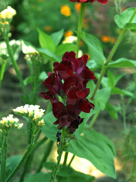 50 Organic BLACK PRINCE SNAPDRAGON Antirrhinum Majus Dark Crimson Red Gothic Garden Flower Seeds