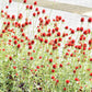 50 STRAWBERRY FIELDS GOMPHRENA Haageana Rio Grande Globe Amaranth Scarlet Red Flower Seeds