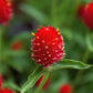 50 STRAWBERRY FIELDS GOMPHRENA Haageana Rio Grande Globe Amaranth Scarlet Red Flower Seeds