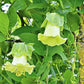 5 WHITE CATHEDRAL BELLS Vine Cup & Saucer Cobaea Scandens Alba Climber Hummingbird Flower Seeds