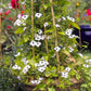 10 WHITE THUNBERGIA Alata VINE Black Eyed Susan Vine Flower Seeds