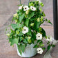 10 WHITE THUNBERGIA Alata VINE Black Eyed Susan Vine Flower Seeds