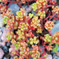 50 OREGON STONECROP Sedum Oreganum - Green Bronze Orange Red Succulent Foliage - Native Yellow Groundcover Flower Seeds