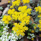 50 OREGON STONECROP Sedum Oreganum - Green Bronze Orange Red Succulent Foliage - Native Yellow Groundcover Flower Seeds