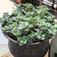 50 OREGON STONECROP Sedum Oreganum - Green Bronze Orange Red Succulent Foliage - Native Yellow Groundcover Flower Seeds