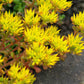 50 OREGON STONECROP Sedum Oreganum - Green Bronze Orange Red Succulent Foliage - Native Yellow Groundcover Flower Seeds