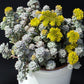 50 OREGON STONECROP Sedum Oreganum - Green Bronze Orange Red Succulent Foliage - Native Yellow Groundcover Flower Seeds