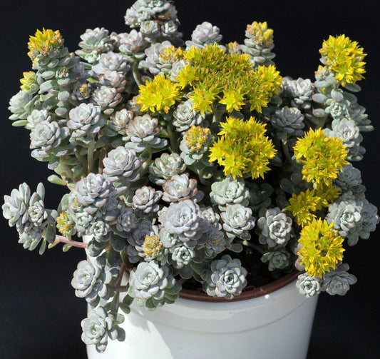 50 OREGON STONECROP Sedum Oreganum - Green Bronze Orange Red Succulent Foliage - Native Yellow Groundcover Flower Seeds