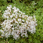 50 OKTOBERFEST SEDUM Acre Gold Moss Stonecrop Succulent Groundcover White Flower Seeds