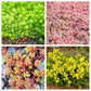 150 MIXED SEDUM Stonecrop Succulent Groundcover Red White Yellow Pink Purple Flower Seeds