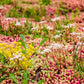 150 MIXED SEDUM Stonecrop Succulent Groundcover Red White Yellow Pink Purple Flower Seeds