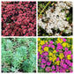 150 MIXED SEDUM Stonecrop Succulent Groundcover Red White Yellow Pink Purple Flower Seeds