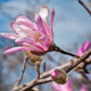 5 LOEBNER MAGNOLIA Loebneri TREE Shrub Seeds - Cross of M Stellata & Kobus - Fragrant Pink White Huge 3 - 5" Wide Flowers