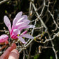 5 LOEBNER MAGNOLIA Loebneri TREE Shrub Seeds - Cross of M Stellata & Kobus - Fragrant Pink White Huge 3 - 5" Wide Flowers