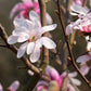 5 LOEBNER MAGNOLIA Loebneri TREE Shrub Seeds - Cross of M Stellata & Kobus - Fragrant Pink White Huge 3 - 5" Wide Flowers
