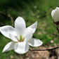 10 KOBUS MAGNOLIA TREE aka Japanese Magnolia or Kobushi - White Pink 4" Fragrant Flower Seeds