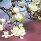 10 KOBUS MAGNOLIA TREE aka Japanese Magnolia or Kobushi - White Pink 4" Fragrant Flower Seeds