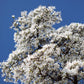 10 KOBUS MAGNOLIA TREE aka Japanese Magnolia or Kobushi - White Pink 4" Fragrant Flower Seeds