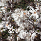 10 SWEETBAY MAGNOLIA Virginiana TREE Shrub Native Sweet Bay, White Bay, Laurel Magnolia - White 3" Fragrant Flower Seeds