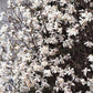 10 SWEETBAY MAGNOLIA Virginiana TREE Shrub Native Sweet Bay, White Bay, Laurel Magnolia - White 3" Fragrant Flower Seeds