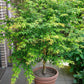 20 GREEN JAPANESE MAPLE Tree Ornamental Acer Palmatum Palmate Maple Yellow Fall Color Red Flower Seeds