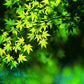 20 GREEN JAPANESE MAPLE Tree Ornamental Acer Palmatum Palmate Maple Yellow Fall Color Red Flower Seeds