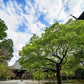 20 GREEN JAPANESE MAPLE Tree Ornamental Acer Palmatum Palmate Maple Yellow Fall Color Red Flower Seeds