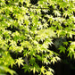 20 GREEN JAPANESE MAPLE Tree Ornamental Acer Palmatum Palmate Maple Yellow Fall Color Red Flower Seeds