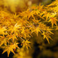 20 GREEN JAPANESE MAPLE Tree Ornamental Acer Palmatum Palmate Maple Yellow Fall Color Red Flower Seeds