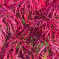 10 Red Dwarf Japanese LACELEAF MAPLE Tree Lace Blood Acer Palmatum Atropurpureum Dissectum Shrub Seeds