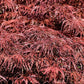 10 Red Dwarf Japanese LACELEAF MAPLE Tree Lace Blood Acer Palmatum Atropurpureum Dissectum Shrub Seeds