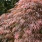 10 Red Dwarf Japanese LACELEAF MAPLE Tree Lace Blood Acer Palmatum Atropurpureum Dissectum Shrub Seeds