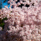 100 SIBERIAN MEADOWSWEET Filipendula Palmata Meadow Sweet Pink White Flower Seeds