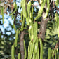 20 CAROB TREE Saint John's Bread Ceratonia Siliqua Evergreen Edible Fruit Pods Legume Flowering Ornamental Tree Seeds