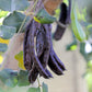 20 CAROB TREE Saint John's Bread Ceratonia Siliqua Evergreen Edible Fruit Pods Legume Flowering Ornamental Tree Seeds