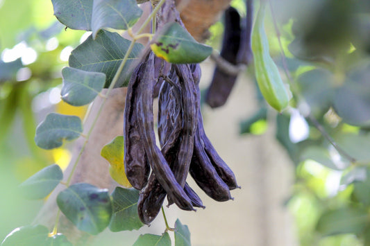 20 CAROB TREE Saint John's Bread Ceratonia Siliqua Evergreen Edible Fruit Pods Legume Flowering Ornamental Tree Seeds