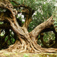 20 CAROB TREE Saint John's Bread Ceratonia Siliqua Evergreen Edible Fruit Pods Legume Flowering Ornamental Tree Seeds