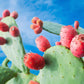 10 Orange PRICKLY PEAR CACTUS Nopal Indian Fig Opuntia Ficus-Indica Fruit Flower Seeds